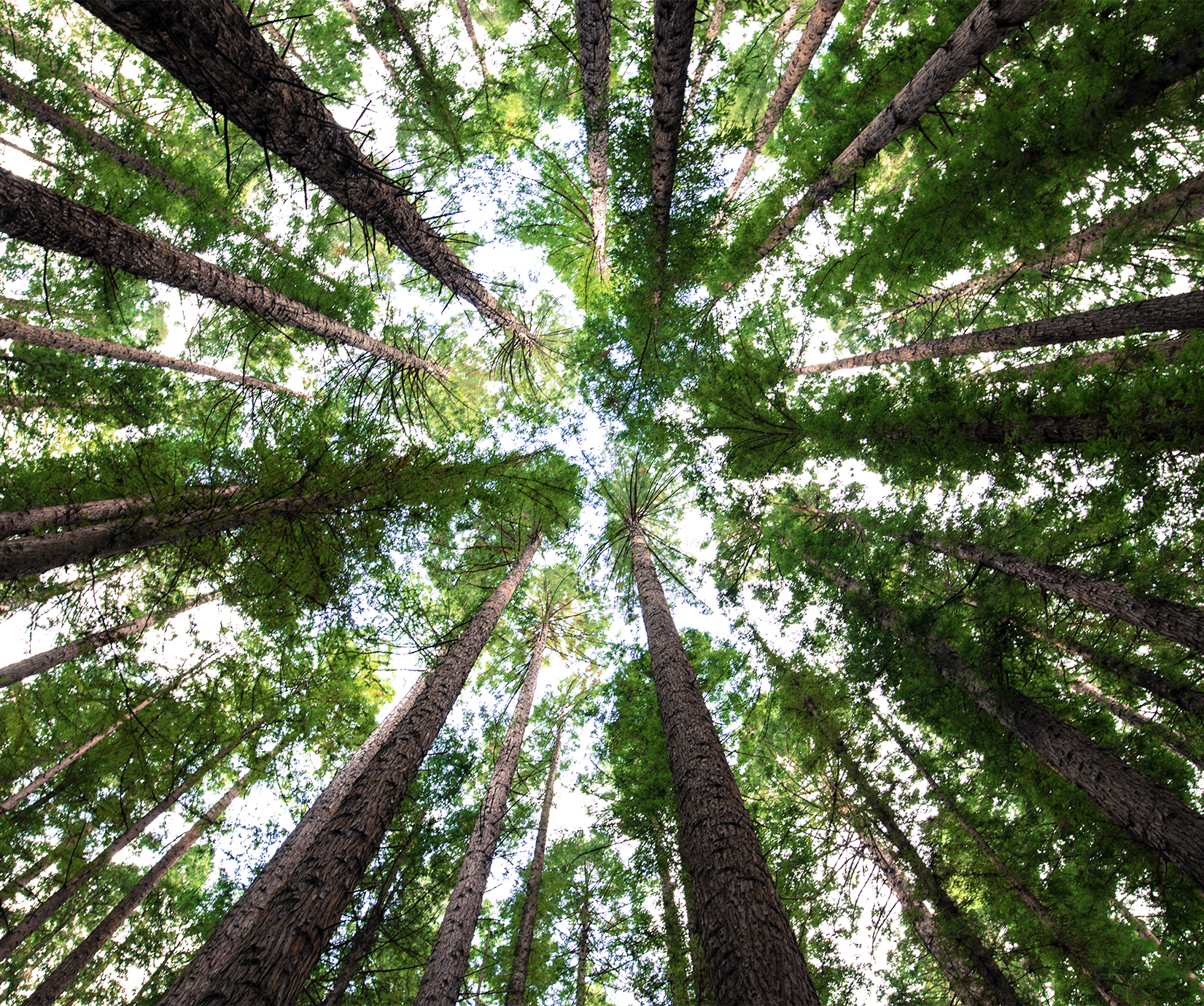 Sunlit evergreen forest, representing environmental sustainability